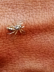 Phintelloides versicolor