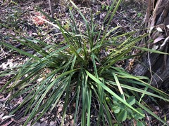 Dianella brevipedunculata