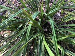 Dianella brevipedunculata