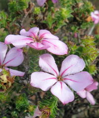 Acmadenia tetragona