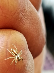 Phintelloides versicolor