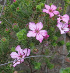 Acmadenia tetragona