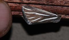 Pseudomaenas alcidata