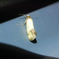 Chrysonoma consularis