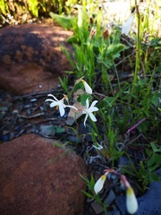 Hesperantha bachmannii