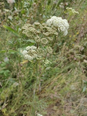 Kadenia dubia