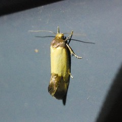 Chrysonoma consularis