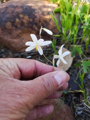 Hesperantha bachmannii
