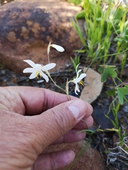 Hesperantha bachmannii