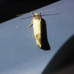 Chrysonoma consularis