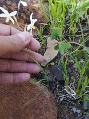 Hesperantha bachmannii