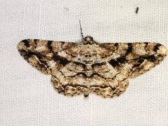 Peribatodes umbraria