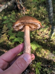 Leccinum scabrum