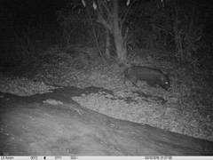 Sus scrofa