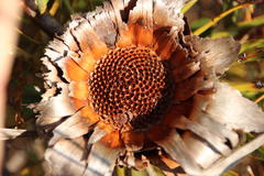 Protea longifolia