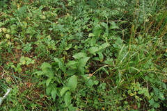 Cypripedium calceolus