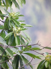 Alstonia macrophylla