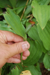 Cypripedium calceolus