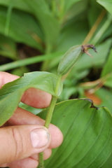 Cypripedium calceolus