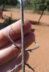 Bactrododema tiaratum