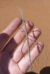 Bactrododema tiaratum