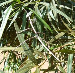 Bactrododema tiaratum