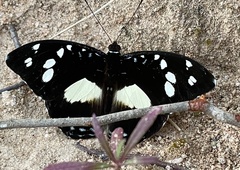 Aterica galene theophane