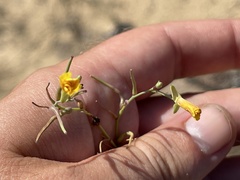 Eulobus crassifolius