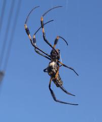 Trichonephila senegalensis annulata