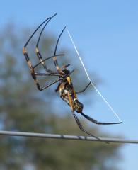 Trichonephila senegalensis annulata