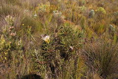 Protea longifolia