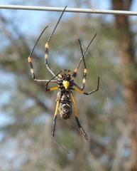Trichonephila senegalensis annulata