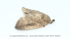 Scopelodes contracta