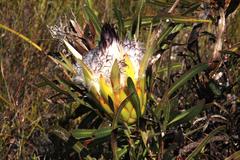 Protea longifolia