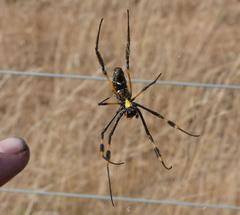 Trichonephila senegalensis annulata