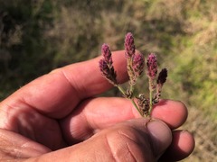 Pterocaulon redolens
