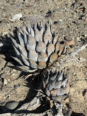 Agave vizcainoensis