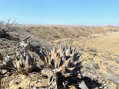 Agave vizcainoensis