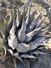 Agave vizcainoensis