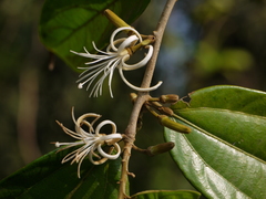 Alangium hexapetalum