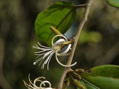 Alangium hexapetalum
