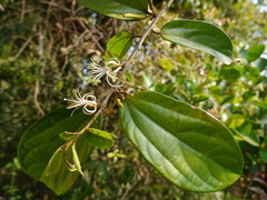 Alangium hexapetalum