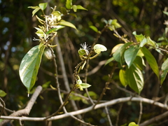 Alangium hexapetalum