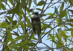 Emberiza stewarti