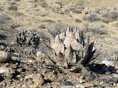 Agave vizcainoensis