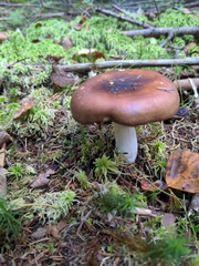 Agaricomycetes