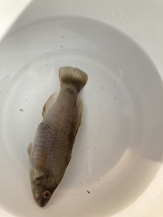 Ctenolabrus rupestris