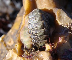 Onithochiton neglectus