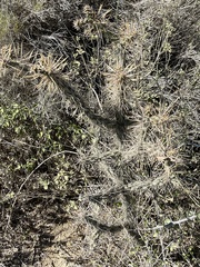 Cylindropuntia molesta