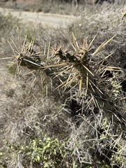 Cylindropuntia molesta